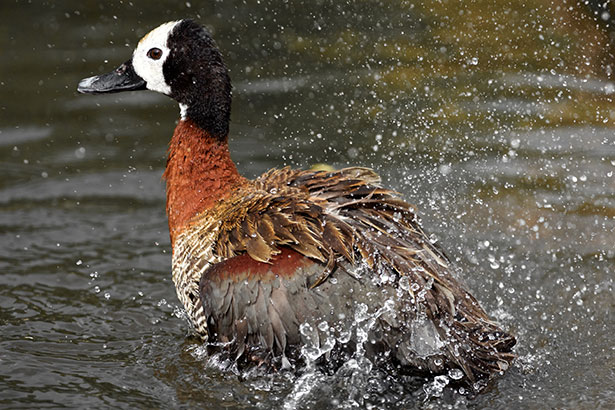 slow shutter speed - duck