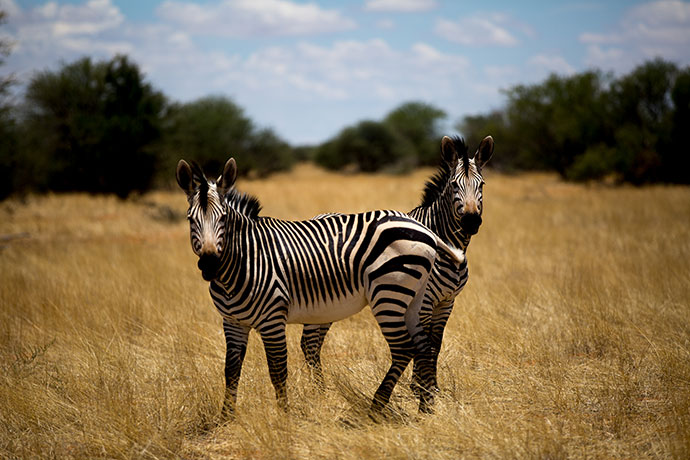 Etosha National Park in Namibia