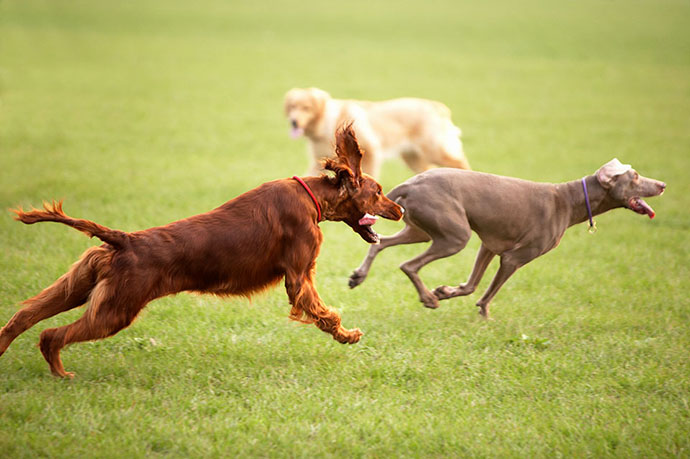 Action