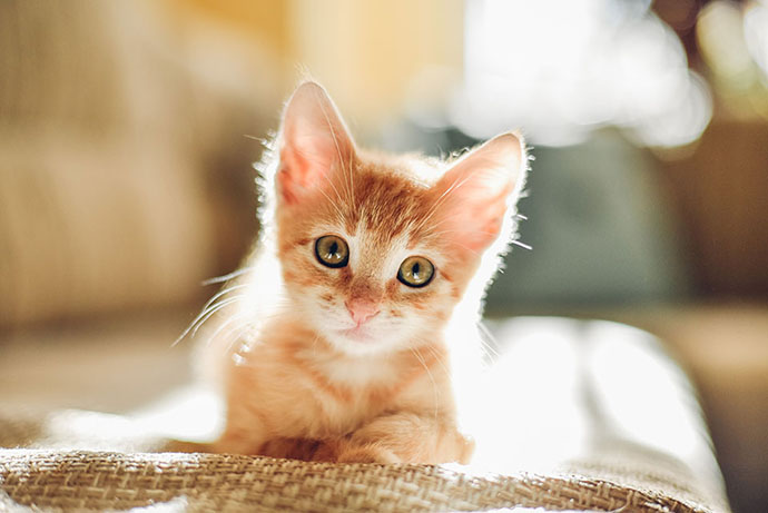 Focus on Eyes