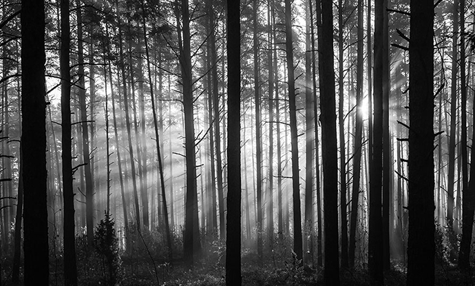 Black and white light through trees