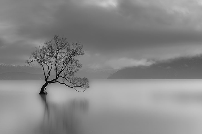 Tree on a lake