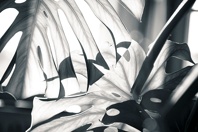 Amazing light and texture on leaves