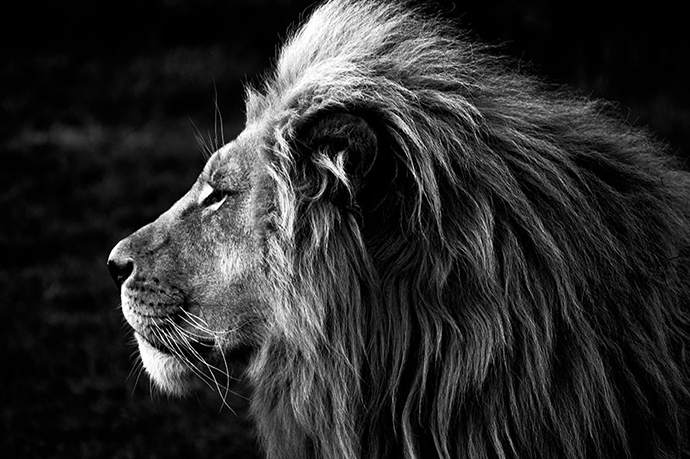 Lion photograph