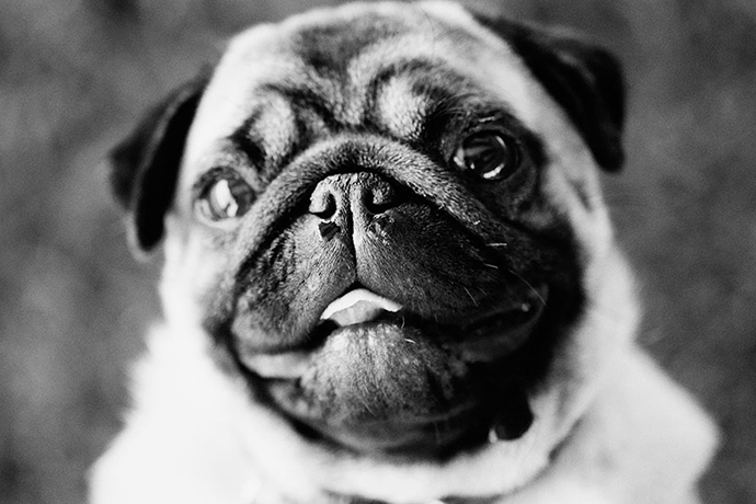 Funny Pug Photo
