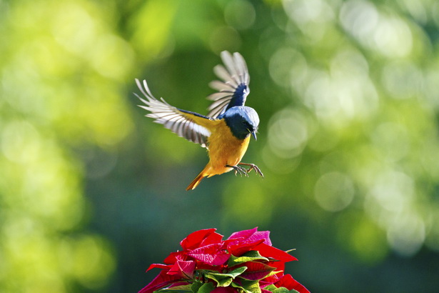 Background - photography composition
