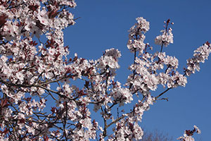 Cherry Blossoms