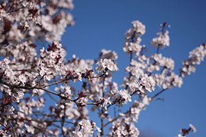 Cherry Blossoms